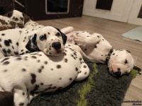 IMG_20250223_231251_web