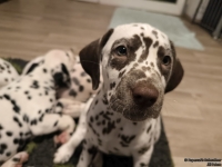 IMG_20250223_231313_web