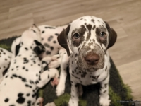 IMG_20250223_231320_web