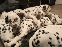 IMG_20250223_231451_web