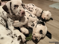 IMG_20250223_231809_web