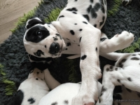 IMG_20250224_145238_web