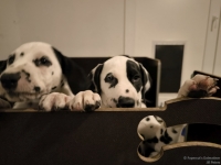 IMG_20250225_200454_web