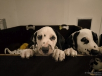 IMG_20250225_200456_web