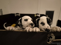 IMG_20250225_200457_web