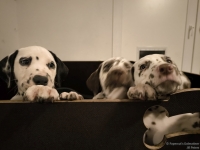 IMG_20250225_200511_web