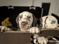 IMG_20250225_200626_web