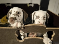 IMG_20250225_200628_web