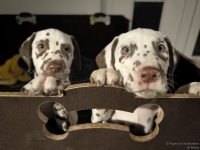 IMG_20250225_200631_web