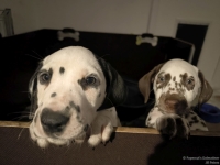 IMG_20250225_200651_web