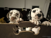 IMG_20250225_200709_web