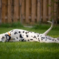 20190814_garten_3767