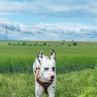 205be6f1-7c24-4a46-ba68-736780f3904e