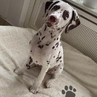 3c1a4ff8-99e6-4f24-ab0e-7b03ccbad672