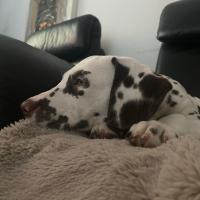 780db6a4-705d-40f4-a292-a98dc9eeaddf