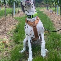 afc9c248-ac7d-4dd4-b4b2-c318980c529d