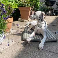 eb8d2ded-f234-498e-92b1-3fa714dd52a9