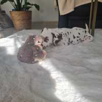 eba56d0c-0044-4a9e-a6c9-0126eca29ee3