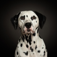 20251005_halvar_skadi_65682-bea