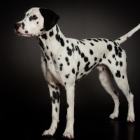 20251005_halvar_skadi_65689