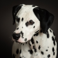 20251005_halvar_skadi_65718