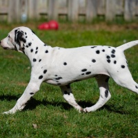 20250329_D-Wurf_64641