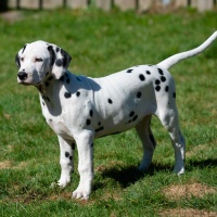 20250329_D-Wurf_64679