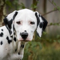 4b1b4b3b-423c-4f56-b977-9efd70290ad6