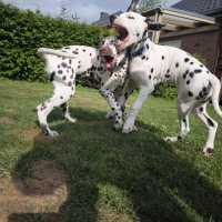 a4318690-abcc-460a-a0c2-aa5d9a125509