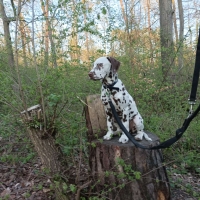 34853a30-e68f-4b67-83b7-9c86345a96aa