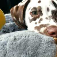 de633e29-4329-4ed2-9c46-d83d504f0808