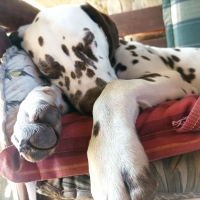 e85d001c-6e50-4c67-84af-7fa3c04652f6