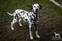 1_20210403_dalmis_6281