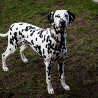 1_20210403_dalmis_6281