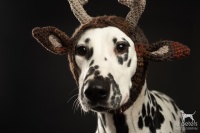 20221220_dalmis_51807