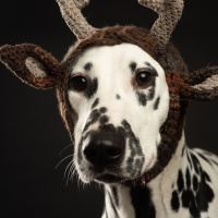 20221220_dalmis_51807