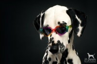 20221220_dalmis_51869