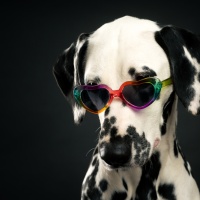 20221220_dalmis_51869