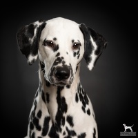 20230917_dalmis_59116-bea