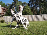 IMG_20210602_091337_1