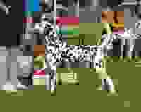 20240922_Clubshow-DCN_Lewis2