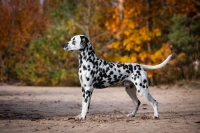 Southern-Spots-All-in-One_