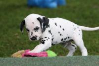 K-Wurf-5.Woche-Ruede-Beige-2