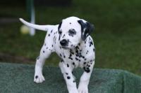 K-Wurf-6.Woche-Ruede-Beige-2-2