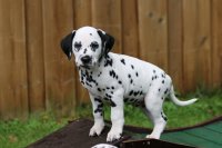 K-Wurf-7.Woche-Ruede-Beige-3