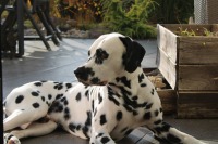 caca69d1-a4e3-41e4-afca-32756966a09b