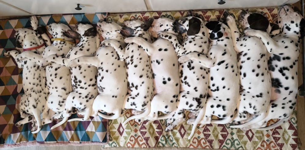 Alle Welpen aus dem D-Wurf sind beidseitig hörend!