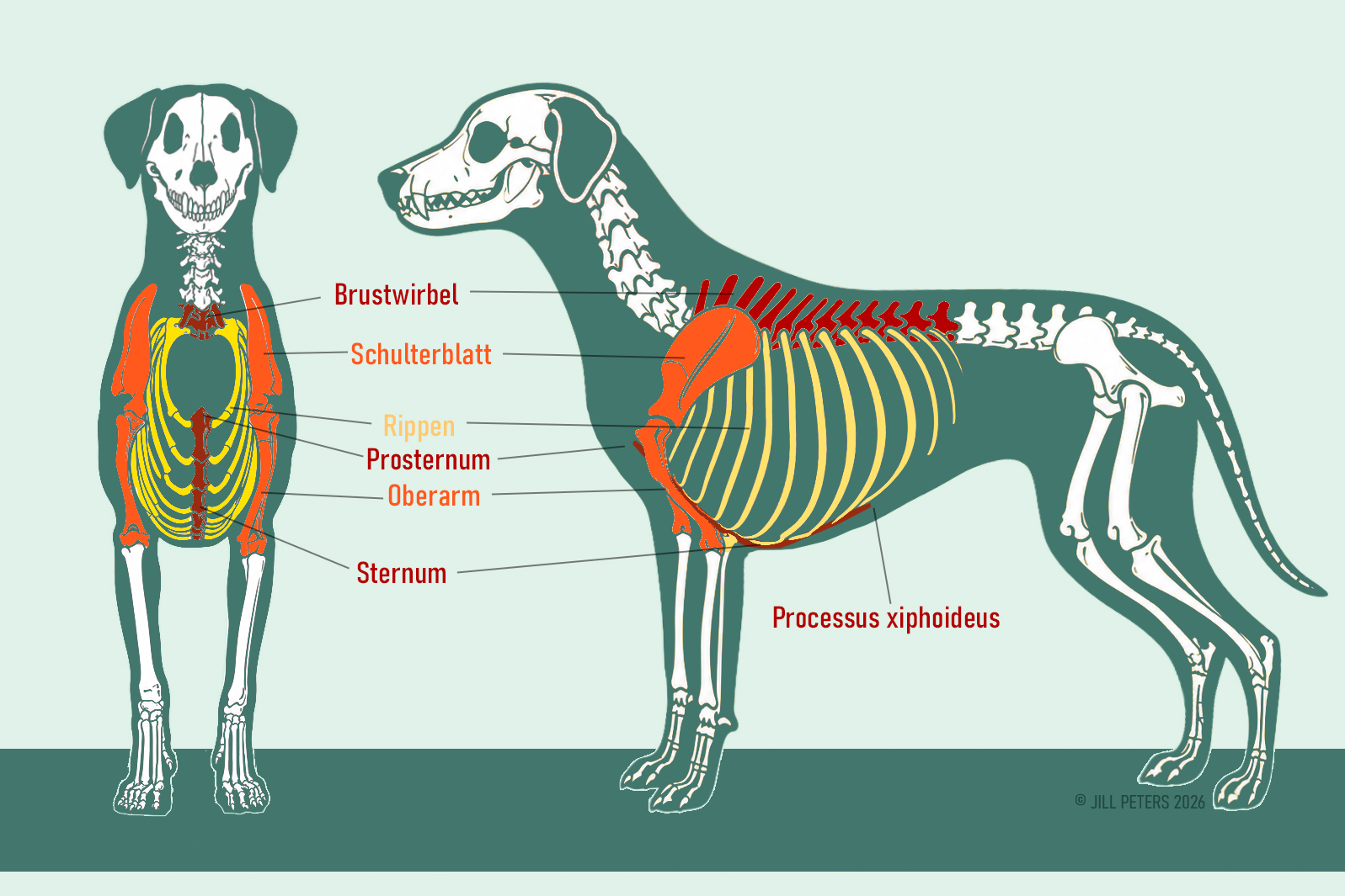 Anatomie des Brustkorbs beim Hund